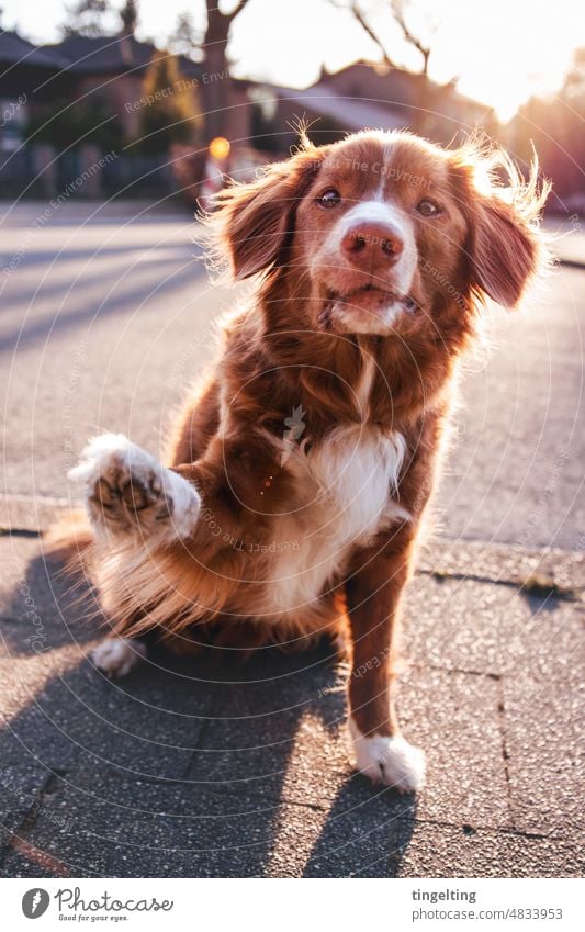 Duck Tolling Retriever winkt in der Abendsonne Nova Scotia Duck Tolling Retriever hund arbeitshund straße stadt abendsonne sonnenuntergang asphalt trick