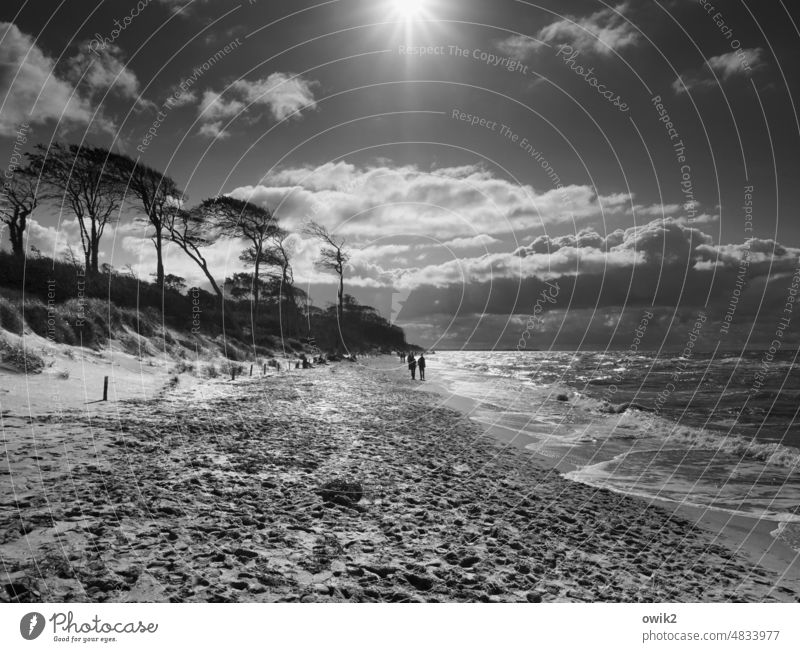 Weiter Blick Ausflug Natur Umwelt Freiheit Ferne Landschaft wandern Himmel Wasser Schönes Wetter Horizont Wolken Wind Sand Küste Baum Ostsee Pflanze