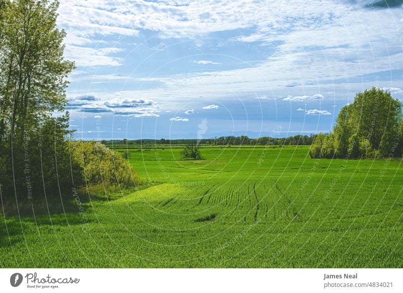 Ein lebendiges grünes Feld im Frühling Gras natürlich Laubwerk Natur Land Schönheit Hintergrund Morgen Sommer Baum Wisconsin im Freien Sonnenlicht Umwelt Himmel