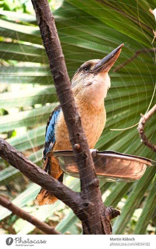 Lachender Hans auf einem Ast beim Füttern eines Mehlwurms. Schönes buntes Federkleid lachender Hans Vogel farbenfroh Gefieder Australien Riese Kookaburra Zoo