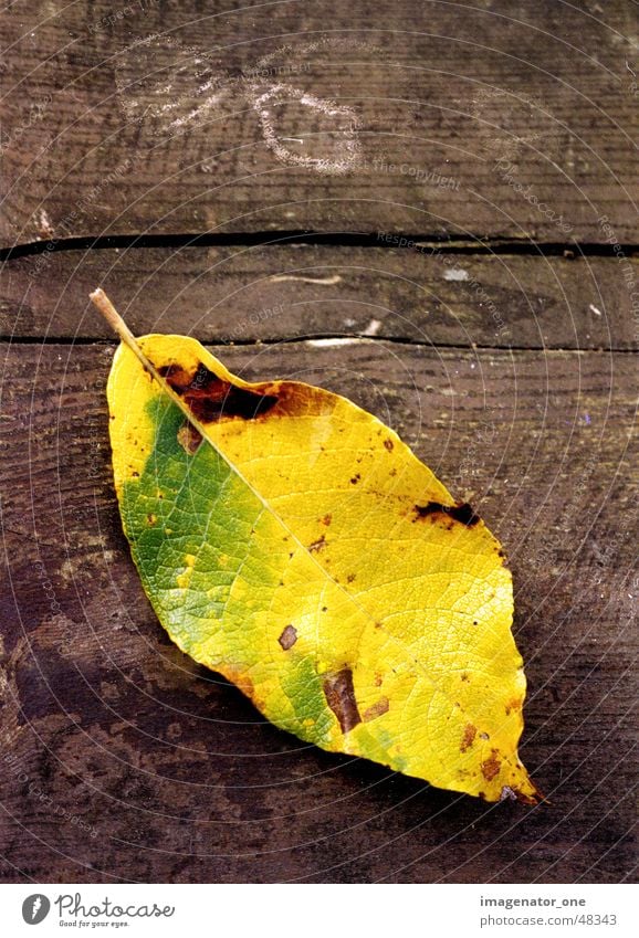 0007 Herbst Holz Blatt herbsttimmung Strukturen & Formen Makroaufnahme