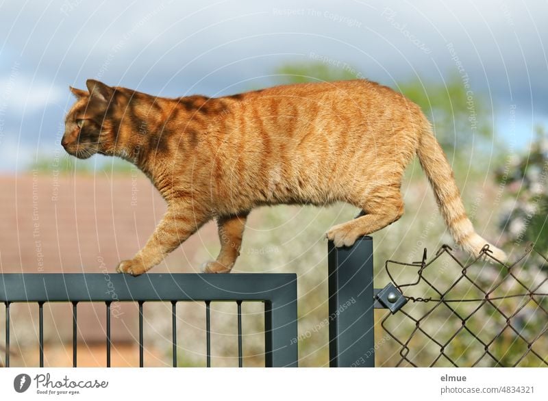 Ein rot getigerter Kater balanciert auf einem Metalltor / Gleichgewicht / Gratwanderung Katze balancieren Metallzaun Gartentor Säugetier Balanceakt rotes Fell