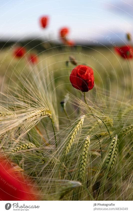 Mohnblumen im Korn Sommer Mohnfeld mohnblumen Kornfeld Mohnblüte Natur Blüte Pflanze Außenaufnahme rot Wiese Wildpflanze Farbfoto Umwelt Blume blühen