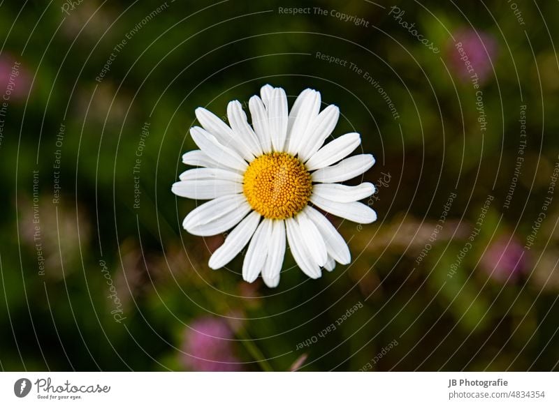 Margerite - be happy Margeriten Sommer Blume Natur Blüte weiß Pflanze Wiese natürlich Blühend Nahaufnahme grün gelb Außenaufnahme Blumen Umwelt Wildpflanze