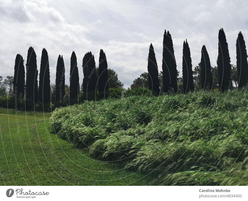 Zypressen unter bedecktem Himmel Natur Sommer Landschaft blau grün Wolken Außenaufnahme Umwelt Farbfoto Schönes Wetter Tag Menschenleer Pflanze Baum Wiese Gras