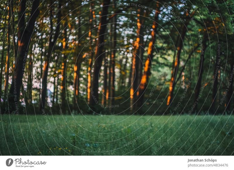 wunderschöne Abendsonne im Wald Wiese Baumstamm Bäume vertikal Lichtstimmung Abendlicht Stimmung Idylle stimmungsvoll Ruhe Achtsam Sonne Gegenlicht