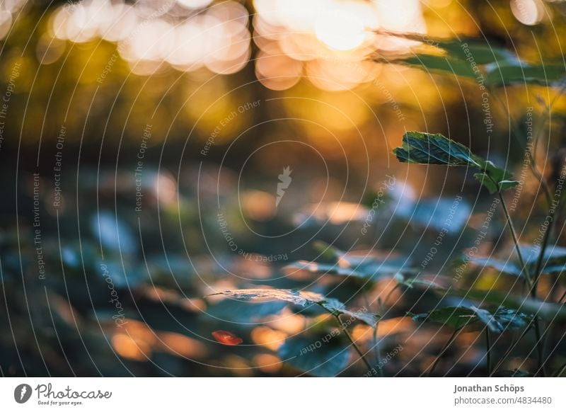 wunderschöne Abendsonne im Wald auf Pflanzen mit Bokeh Lichtstimmung Abendlicht Stimmung Idylle stimmungsvoll Ruhe Achtsam Sonne Gegenlicht