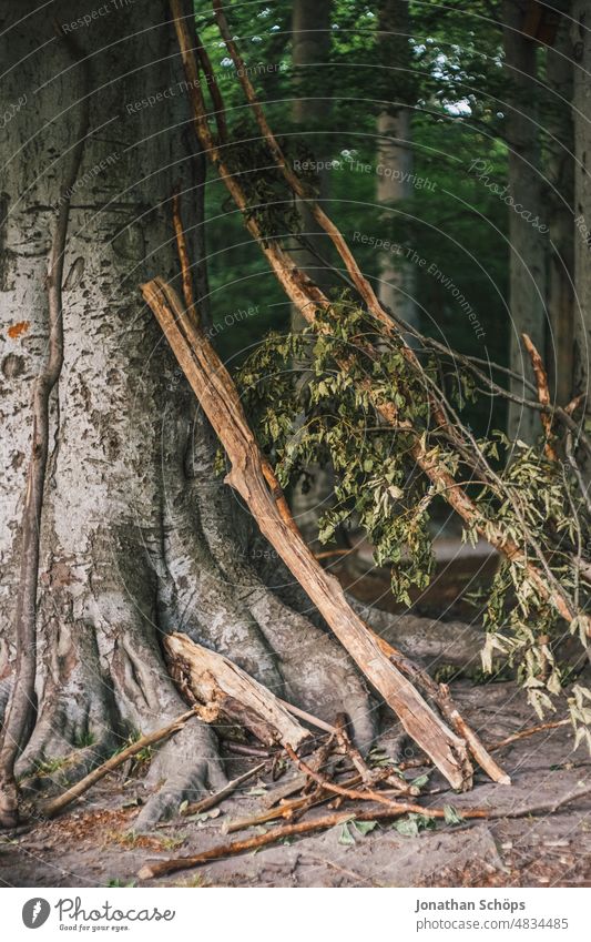 Äste lehnen an einem Baum im Wald natürlich ruhig Menschenleer Natur Landschaft Stille Schwache Tiefenschärfe Ruhe Achtsam Ast aufgestellt Außenaufnahme Umwelt