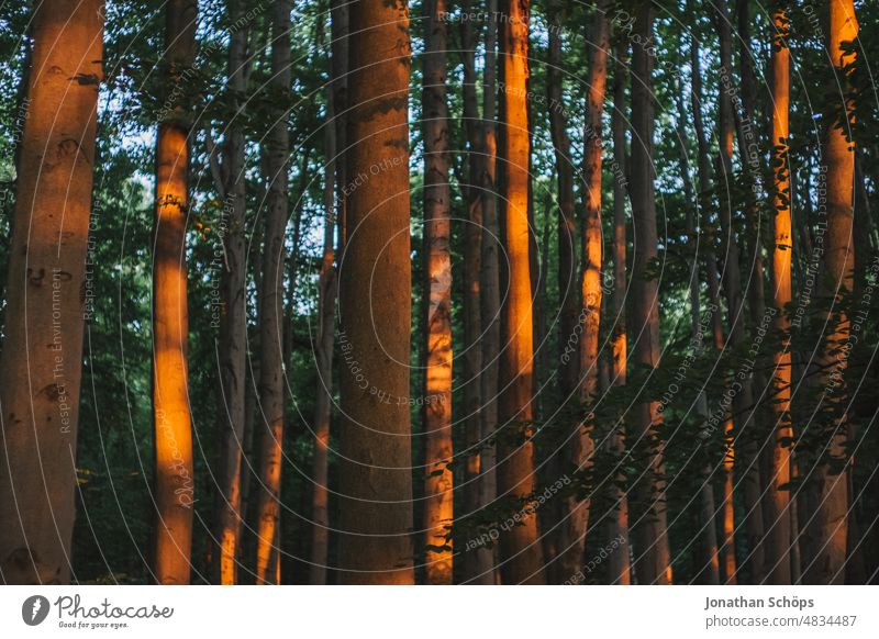 wunderschöne Abendsonne im Wald fällt auf Baumstämme Baumstamm Bäume vertikal Lichtstimmung Abendlicht Stimmung Idylle stimmungsvoll Ruhe Achtsam Sonne