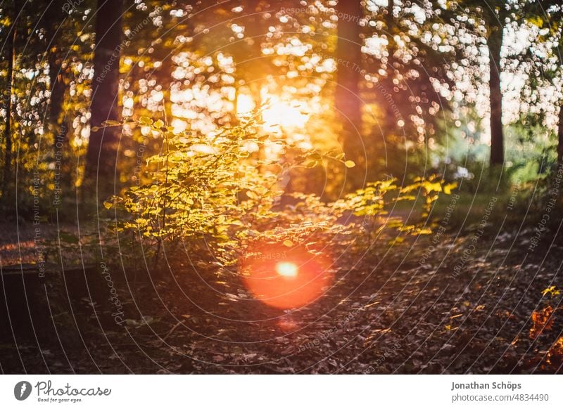 wunderschöne Abendsonne im Wald Lichtstimmung Abendlicht Stimmung Idylle stimmungsvoll Ruhe Achtsam Sonne Gegenlicht Schwache Tiefenschärfe Stille