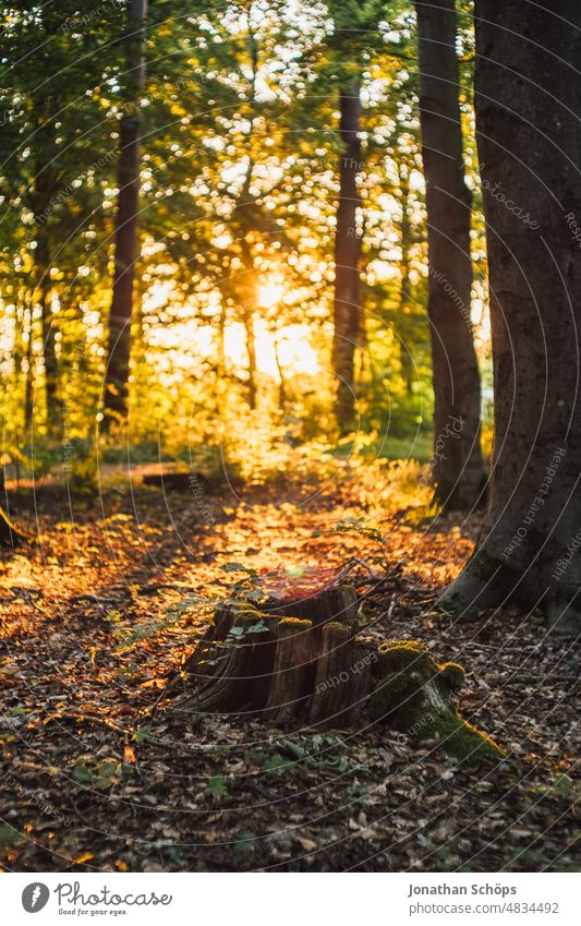 wunderschöne Abendsonne im Wald Lichtstimmung Abendlicht Stimmung Idylle stimmungsvoll Ruhe Achtsam Sonne Gegenlicht Schwache Tiefenschärfe Stille