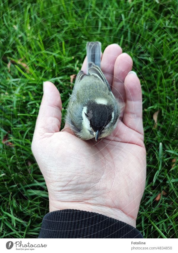 Die kleine Kohlmeise ist noch ein wenig benommen vom Flug gegen die Scheibe. Behutsam setzte ich sie von meiner Hand in das grüne Gras. Meise Vogel Natur Tier