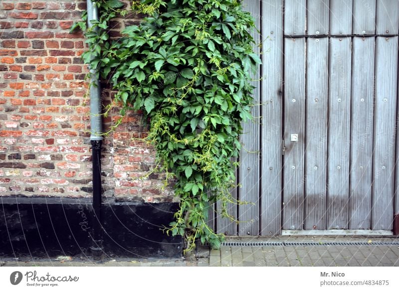 Landhausstil Efeu Tor Pflanze Fallrohr Holztor alt Gebäude Tür geschlossen Eingang Landleben Idylle Mauer Scheune Nostalgie einzigartig Holztür altbau