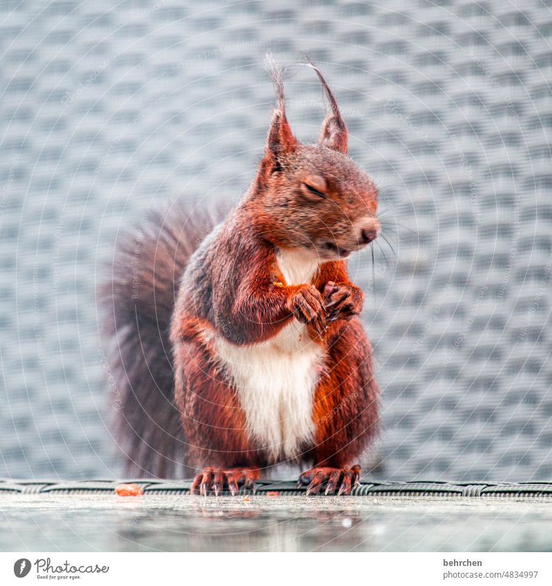 chill mal deine base, brudi, alder, digga, eh! Tierporträt Tiergesicht Farbfoto Tierliebe niedlich Eichhörnchen beobachten Neugier Außenaufnahme Menschenleer