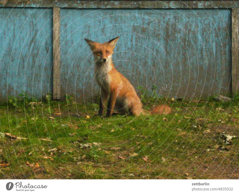 DER FUCHS! fuchs tier wildtier pelz pelztier jungtier stadt stadtfuchs sitzen portrait blickkontakt legende