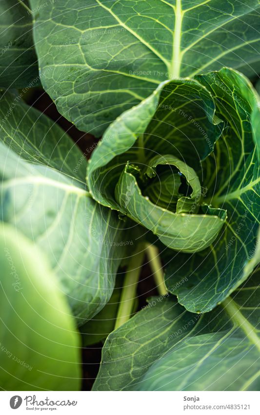 Nahaufnahme von einem grünen Kohl kraut frisch Blatt Gemüse Pflanze Bioprodukte Farbfoto Nutzpflanze Vegetarische Ernährung Lebensmittel Gesundheit