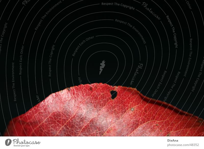 nichts dahinter Herbst Blatt fallen glänzend rot schwarz Wandel & Veränderung Gefäße Färbung Loch leaf red hole pattern black glow autumn discolouring change