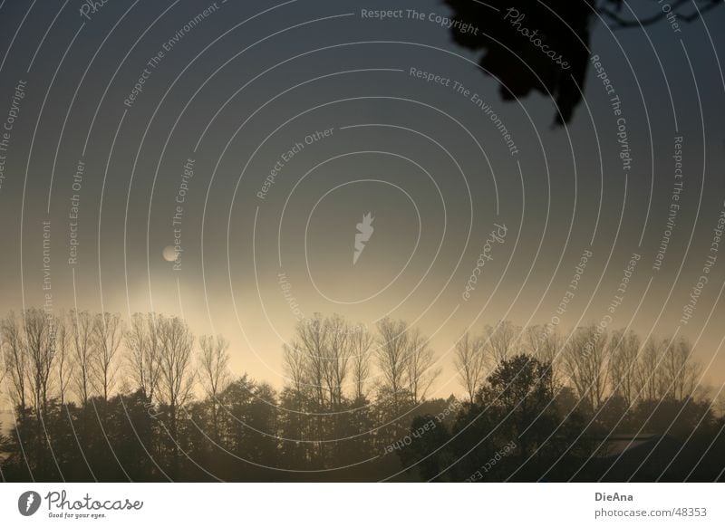Es war einmal... Sonne Landschaft Herbst schlechtes Wetter Nebel Baum Blatt dunkel Hoffnung Wandel & Veränderung Ast Abenddämmerung hell und dunkel fog sun