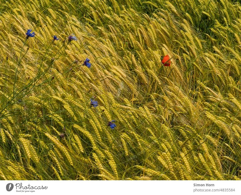 Monokultur Getreide Feld Diversität Landwirtschaft Farbfleck Nahrung Ernte Ackerbau Lebensmittel Blume biodiversität Ähren Kornfeld ökologisch Ernährung