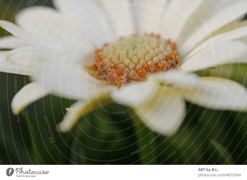 innen  der weißen Blume blume blumig garten blühen blühend aufgeblüht