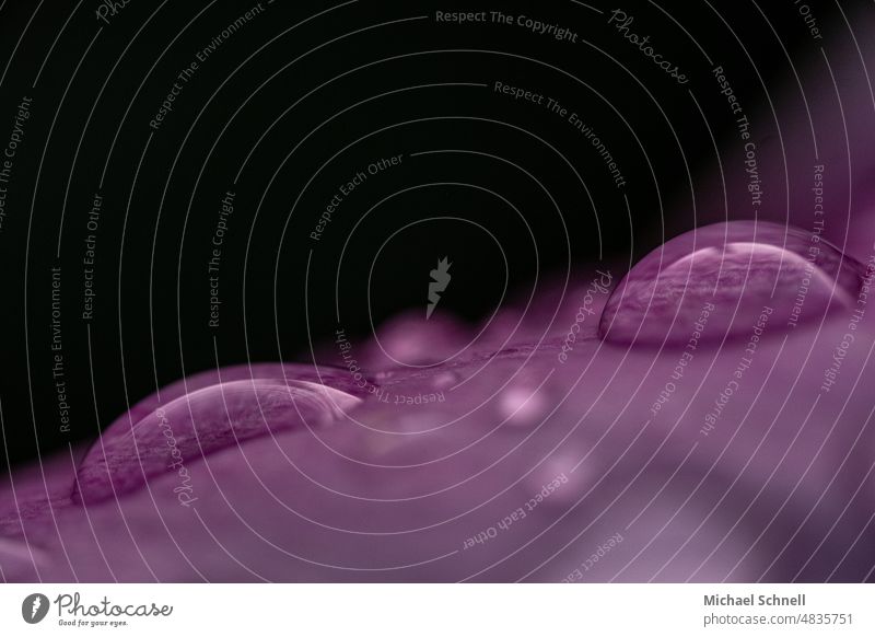 Regentropfen auf einem violetten Blütenblatt Tropfen Wassertropfen nass Nahaufnahme Makroaufnahme Detailaufnahme feucht Reflexion & Spiegelung glänzend Blatt