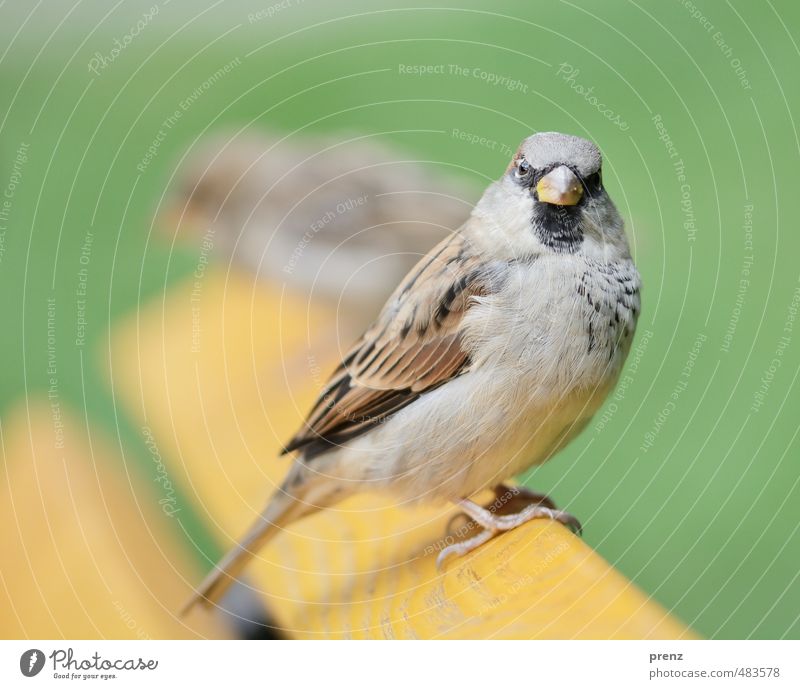 Spatz Umwelt Natur Tier Sommer Schönes Wetter Wildtier Vogel 1 braun grün sitzen Blick in die Kamera Farbfoto Außenaufnahme Menschenleer Textfreiraum oben