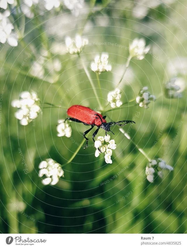 Feuerkäfer Käfer Insekt Draußen Umweltbewusst Insekten Wiese Nahaufnahme Detailaufnahme Tier Natur Makroaufnahme Pflanze Wiesenblume rot Sommer Tierporträt