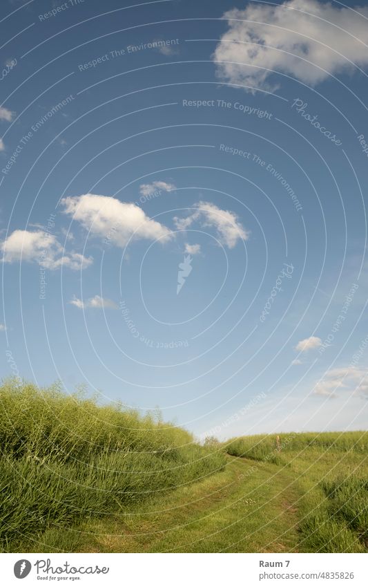 Feldweg Wiese Ruhe friedlich Dorf Wolken Schönes Wetter Landschaft Natur Himmel Menschenleer Gras Sommer Umwelt draußen wandern stille Frieden ländlich Idylle