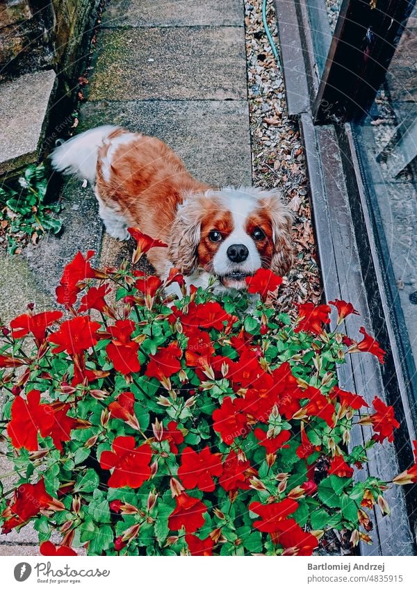 Cavalier King Charles Spaniel Kavalier König Charles Spaniel Hund süßer Hund Niedliche Hundeblumen glücklicher Hund Rassehund Haustier