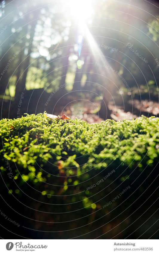 Moos Umwelt Natur Landschaft Pflanze Erde Sonne Sonnenlicht Herbst Wetter Schönes Wetter Wärme Baum Blatt Grünpflanze Wald Wachstum hell grün Baumstamm