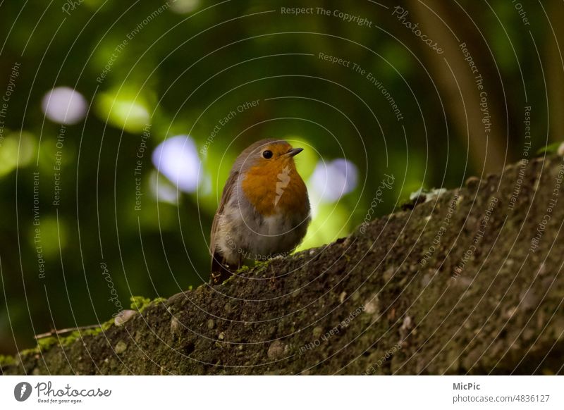 Rotkehlchen auf einer Mauer Vogel Nahaufnahme neugierde zutraulich Hübsches Tier Tierporträt Fauna Wald Moos Natur Außenaufnahme klein orange schön Tierwelt