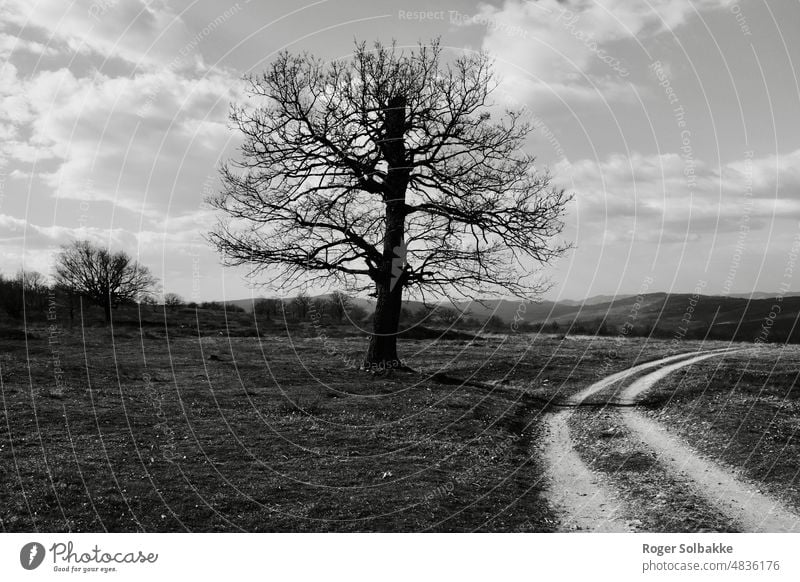 Der alte Baum im Gebirge Herbst Laubbäume schwarz auf weiß Schatten Kontrast Silhouette Natur alter Baum Landschaft Berge u. Gebirge Horizont Berglandschaft