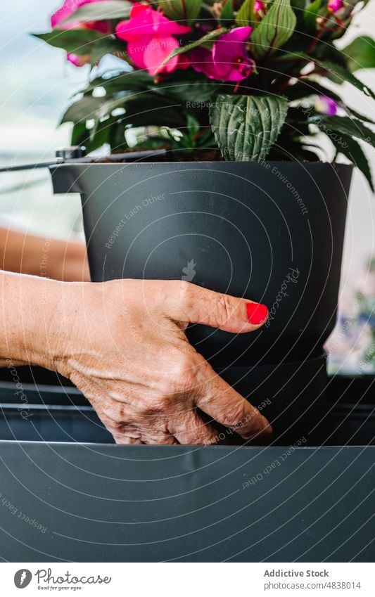 Gärtnerin mit Topfblumen Senior Frau unkenntlich Pflanze Hand kultivieren Halt Botanik Blume Pflege Flora frisch Wachstum eingetopft Garten heimisch natürlich