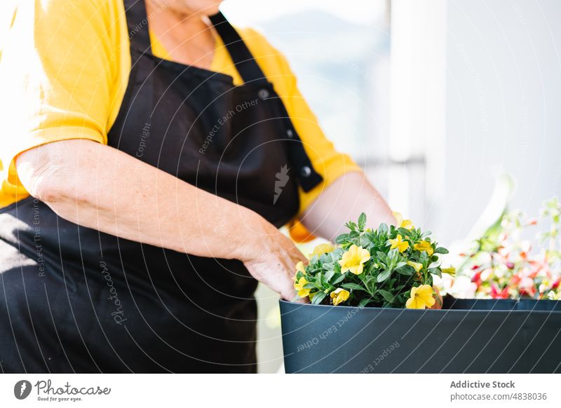 Gärtnerin mit Topfblumen Pflanze kultivieren Botanik Blume Pflege Flora frisch Wachstum eingetopft Garten heimisch natürlich Wasser grün Senior heimwärts