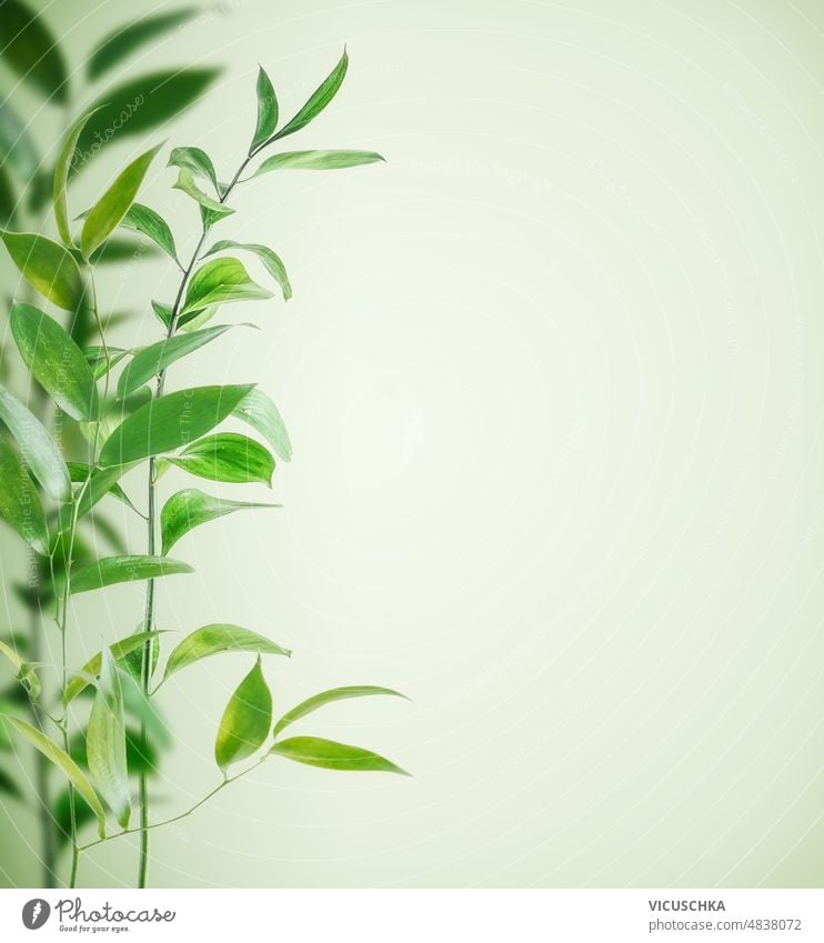 Naturbordüre mit grünen Blättern und Zweigen auf hellem, blassem Hintergrund. Borte Licht Vorderansicht Textfreiraum Botanik Ast Flora geblümt Garten Blatt