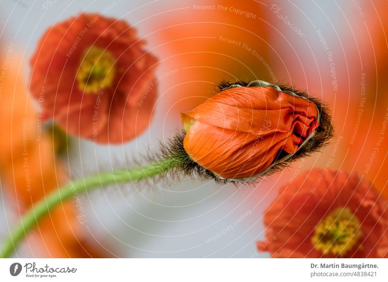 Papaver nudicaule, Isländischer Mohn, sich öffnende Knospe und Blüten Islandmohn Staude kurzlebig orangerot subarktisch Papaveraceae Mohngewächse Sorte Blume