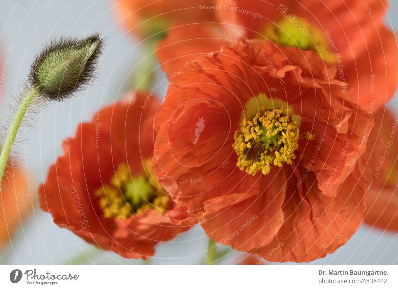 Papaver nudicaule, Isländischer Mohn, Pflanze mit Knospen und Blüten Islandmohn Staude kurzlebig orangerot subarktisch Papaveraceae Mohngewächse Sorte Natur