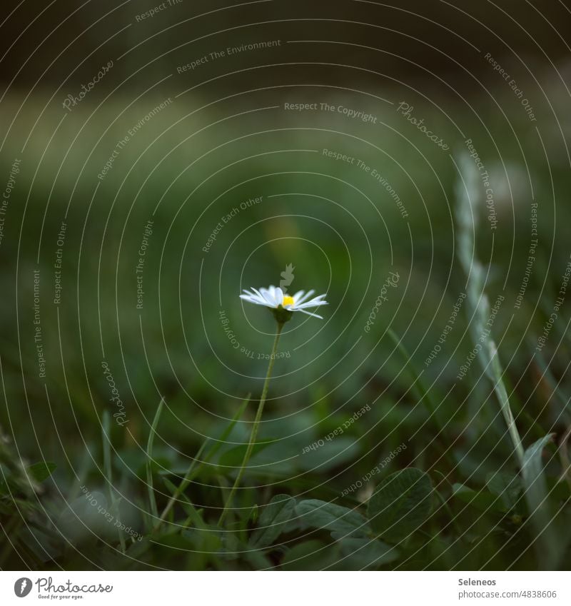 Gänseblümchen Blume Wiese Blüte Sommer weiß grün Gras Natur Frühling Pflanze Nahaufnahme Außenaufnahme Klee Schwache Tiefenschärfe Blühend Farbfoto Garten