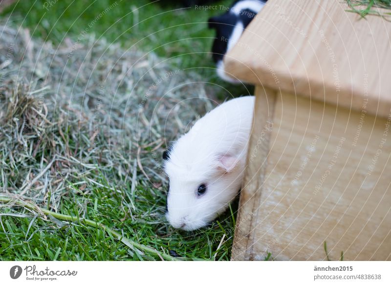 ein weißes Meerschweinchen schaut aus seinem Haus, dahinter sieht man noch ein dunkles Meerschwein Freilauf Tiere Gras Garten Heu schwarz Tierhaltung Natur