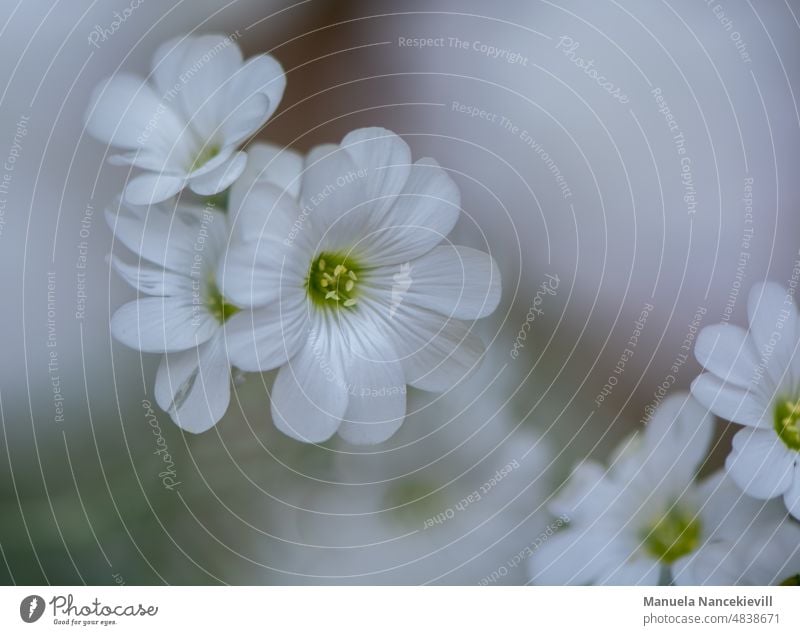 Kleine Heckenrose mit Vordergrund- und Hintergrundbokeh Bokeh Bokeh Hintergrund Bokeheffekt Bokeh" Macro Macroaufnahme macro shot Macro shooting Macrofotografie