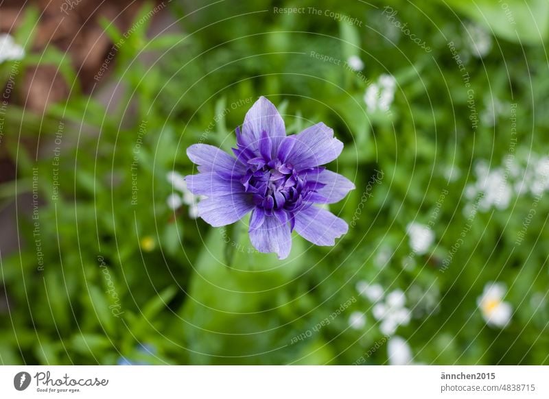 Eine blaue halb geschlossene Anemonenblüte Blüte Sommer Frühling Blume Pflanze Natur Blühend Garten Garten-Anemone Makroaufnahme Nahaufnahme Detailaufnahme grün