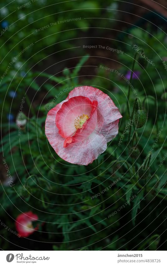 Eine rot weiße Mohnblüte Blüte Blume Slowflower Pflanze Natur Sommer grün Klatschmohn Blühend Farbfoto Frühling Wiese Bauerngarten Blumenstrauß pflücken