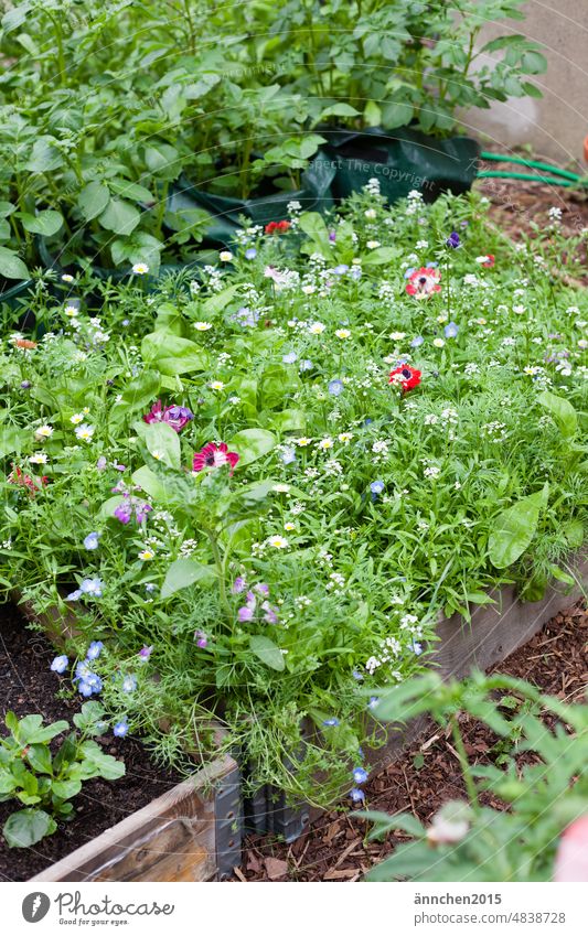 Ein Hochbeet im Garten mit einer Wildblumenwiese Karoffeln Beet Nutzgarten Bauerngarten Anemonen Dahlien anpflanzen Blumen Blüte Frühling Sommer Sonnenblumen