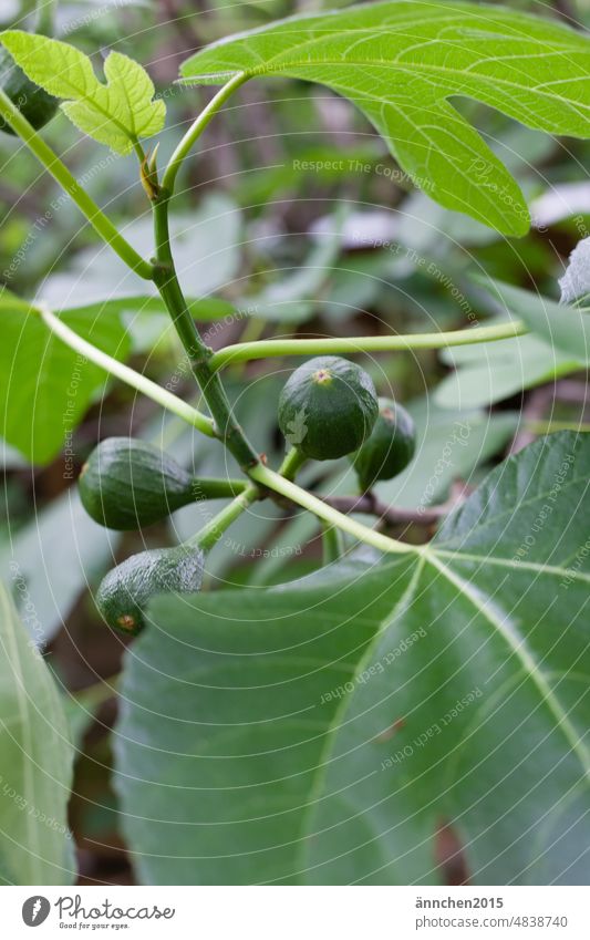 grüne Feigen an einem Feigenbaum Garten Frucht wachsen Lebensmittel Natur natürlich Farbfoto Gesundheit frisch saftig Ernährung roh süß reifen Blatt