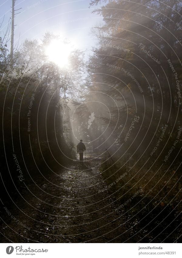 Herbstwanderer Nebel Sonnenstrahlen Wald wandern Waldlichtung Licht herbstlich