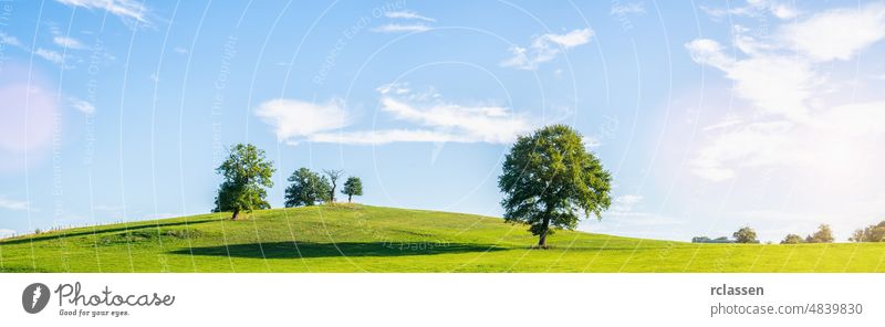 Ein einsamer alter kahler Baum auf einer frischen grünen Wiese, eine lebendige ländliche Landschaft mit blauem Himmel, Panorama im Freien Sommer Wolken Eiche