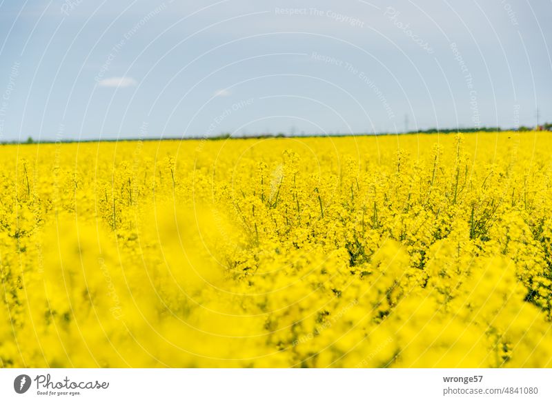 Blühender Raps soweit das Auge reicht Börde Rapsblüte Rapsfeld Rapsanbau Feld gelb Nutzpflanze Farbfoto Außenaufnahme Landwirtschaft Wachstum Frühling Tag