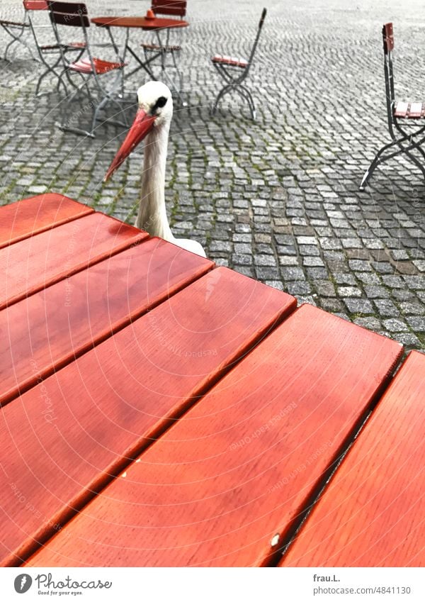 Storch im Straßencafé Restaurant Stadt urban Café Bistro Stuhl Tisch zutraulich Dieb hungrig dreist lustig Marktplatz verwöhnt Futterdieb Greifswald Gastronomie