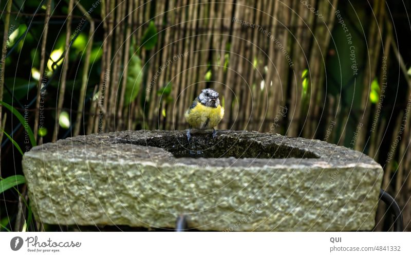 Eine besondere Blaumeise ....so schön anders... an der Vogeltränke Meise ungewöhnlich mangelndes Federkleid Außenaufnahme klein Wildtier speziell Nahaufname