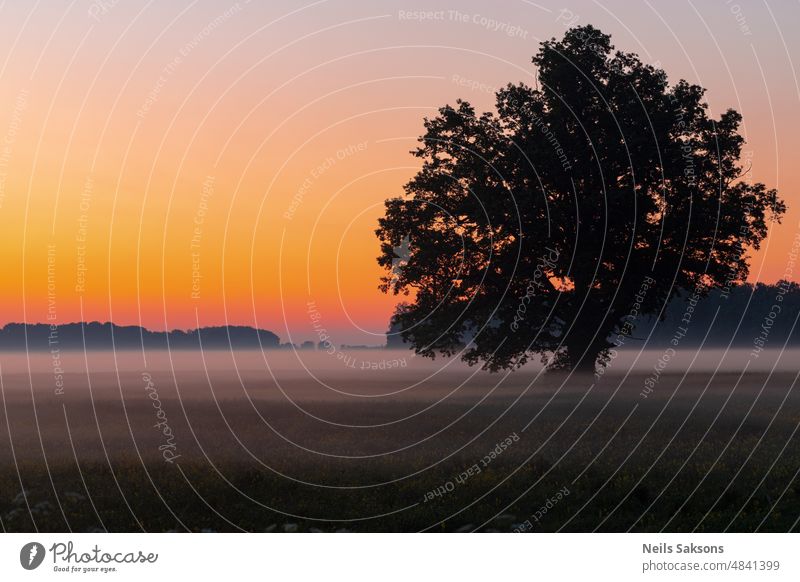 Die Sonne geht unter und der Nebel steigt auf, die Eiche steht still. Die lettische Landschaft. Sonnenuntergang Abend Abendstimmung Sonnenuntergangsstimmung